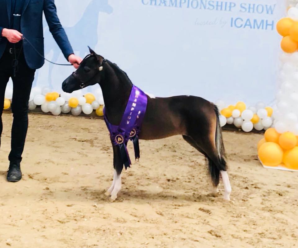 Horse gallery photo 9