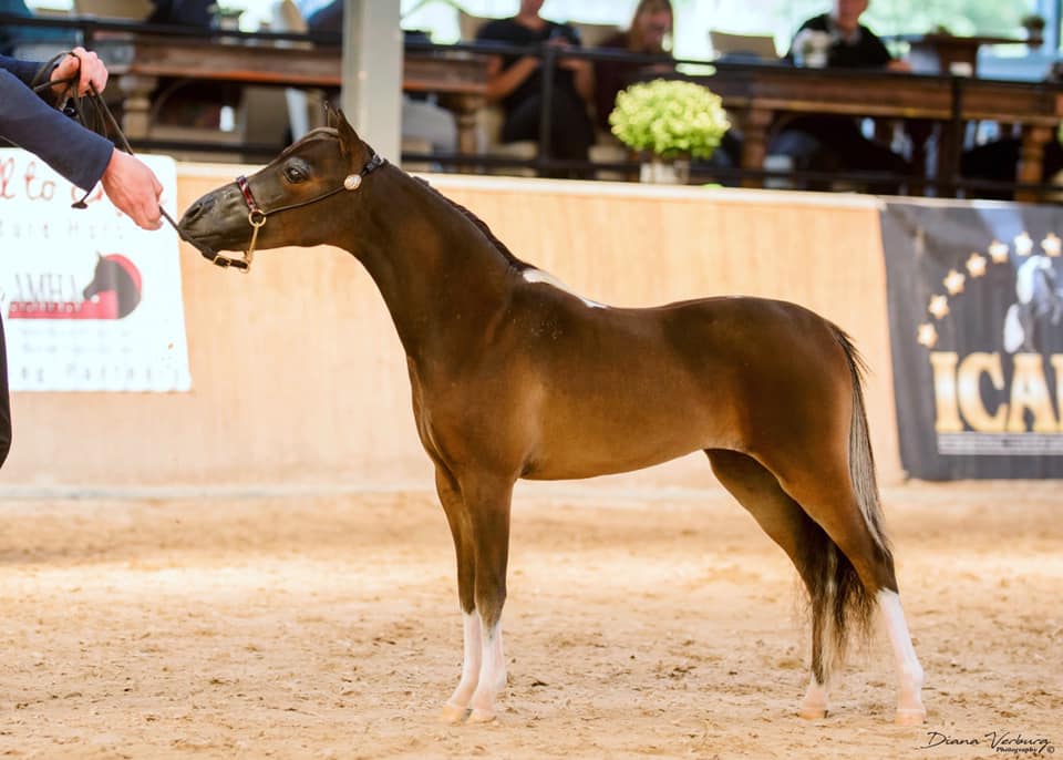 Horse gallery photo 11