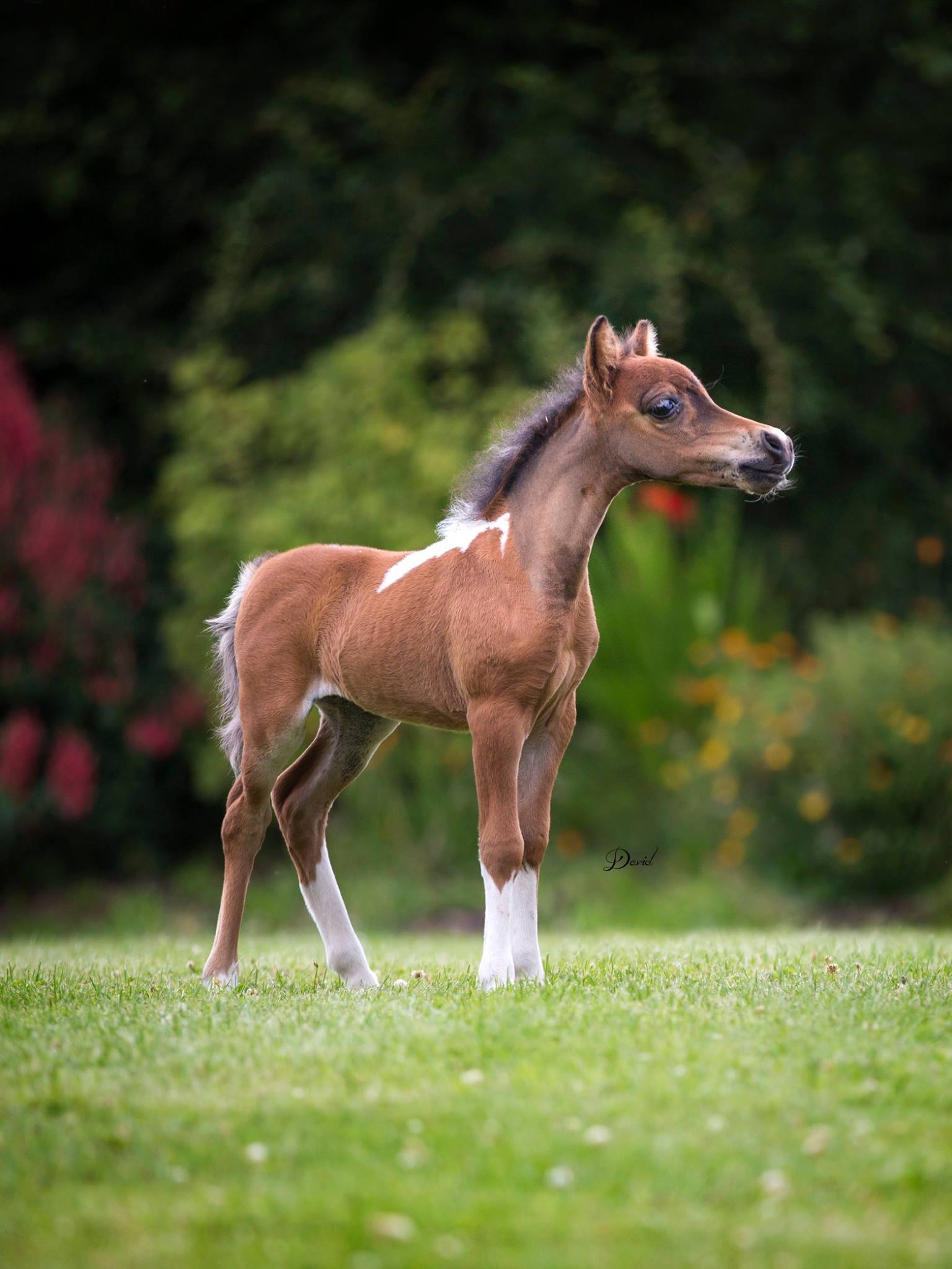 Horse gallery photo 8