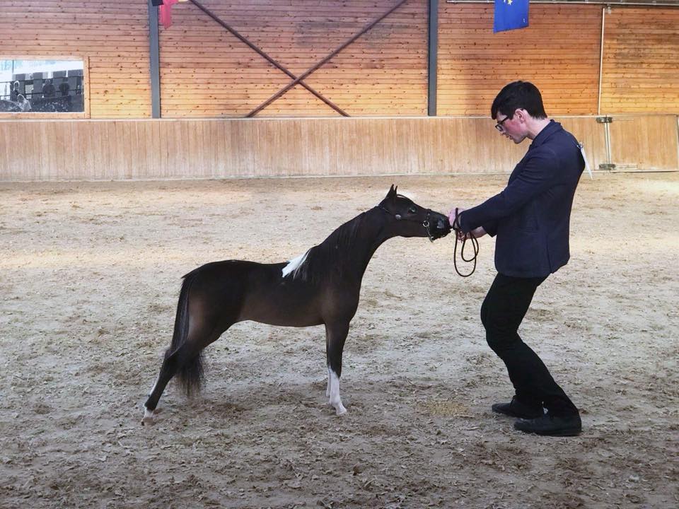 Horse gallery photo 12