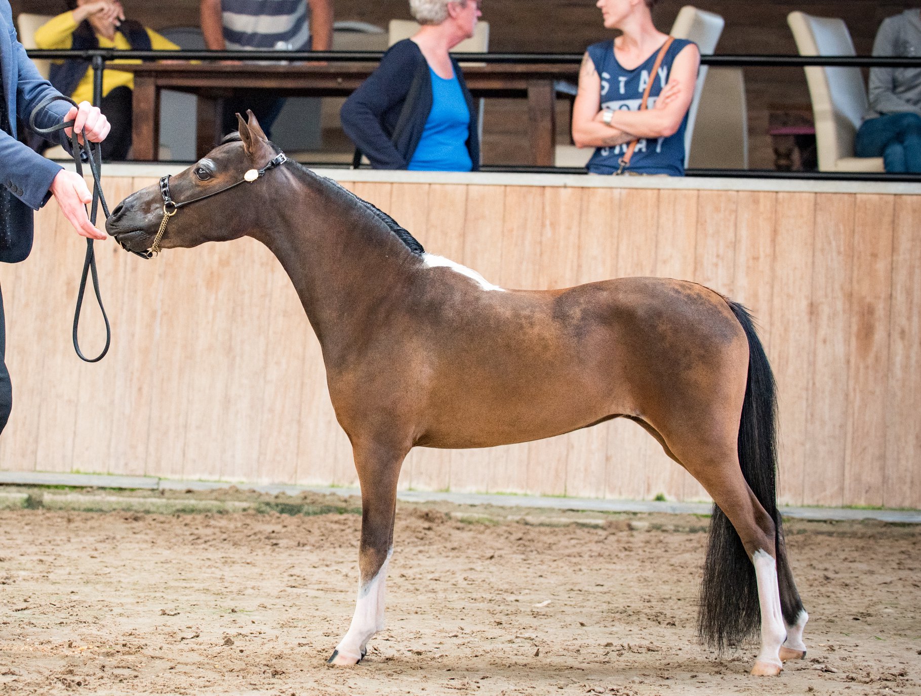 Horse gallery photo 2