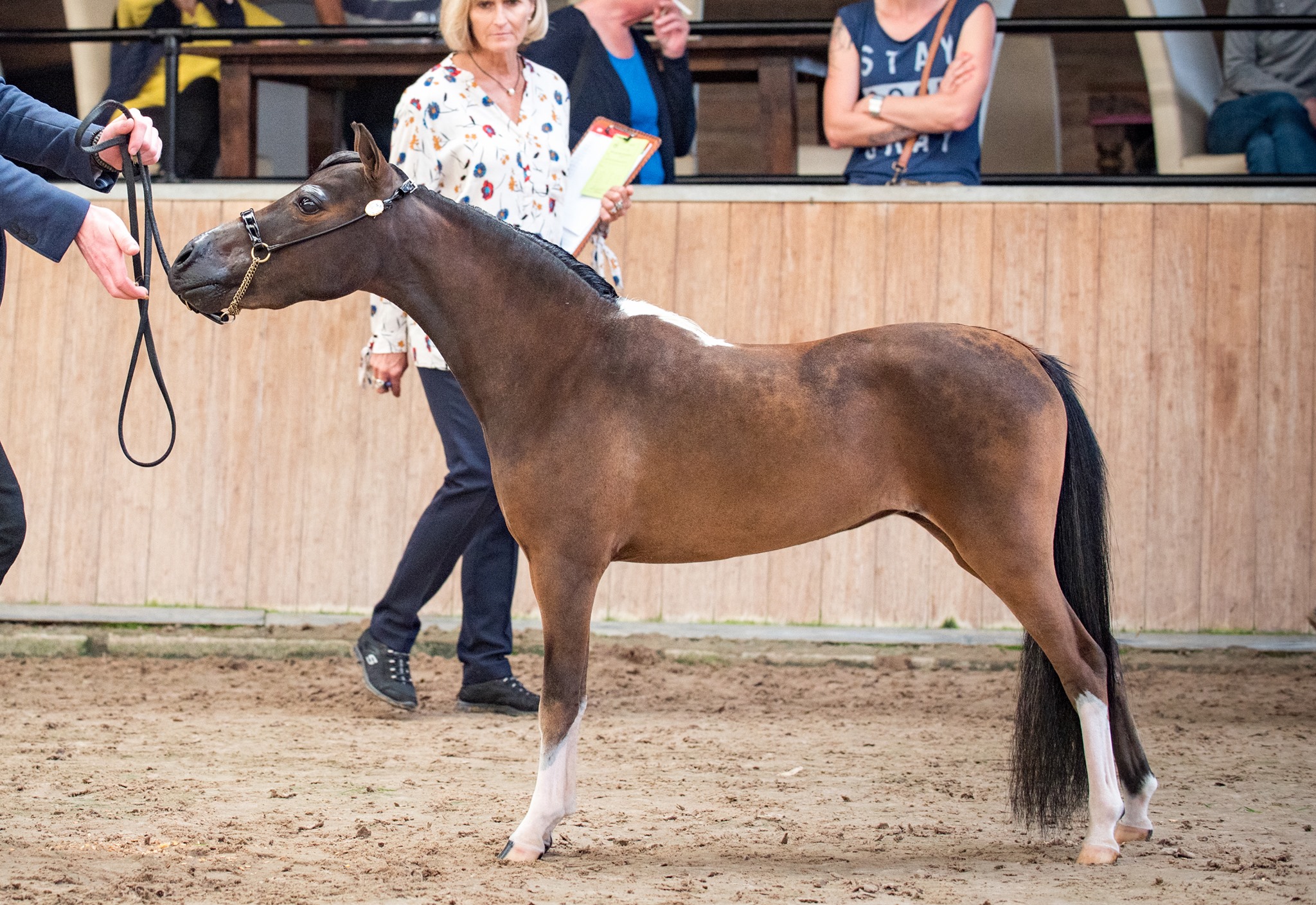 Horse gallery photo 6