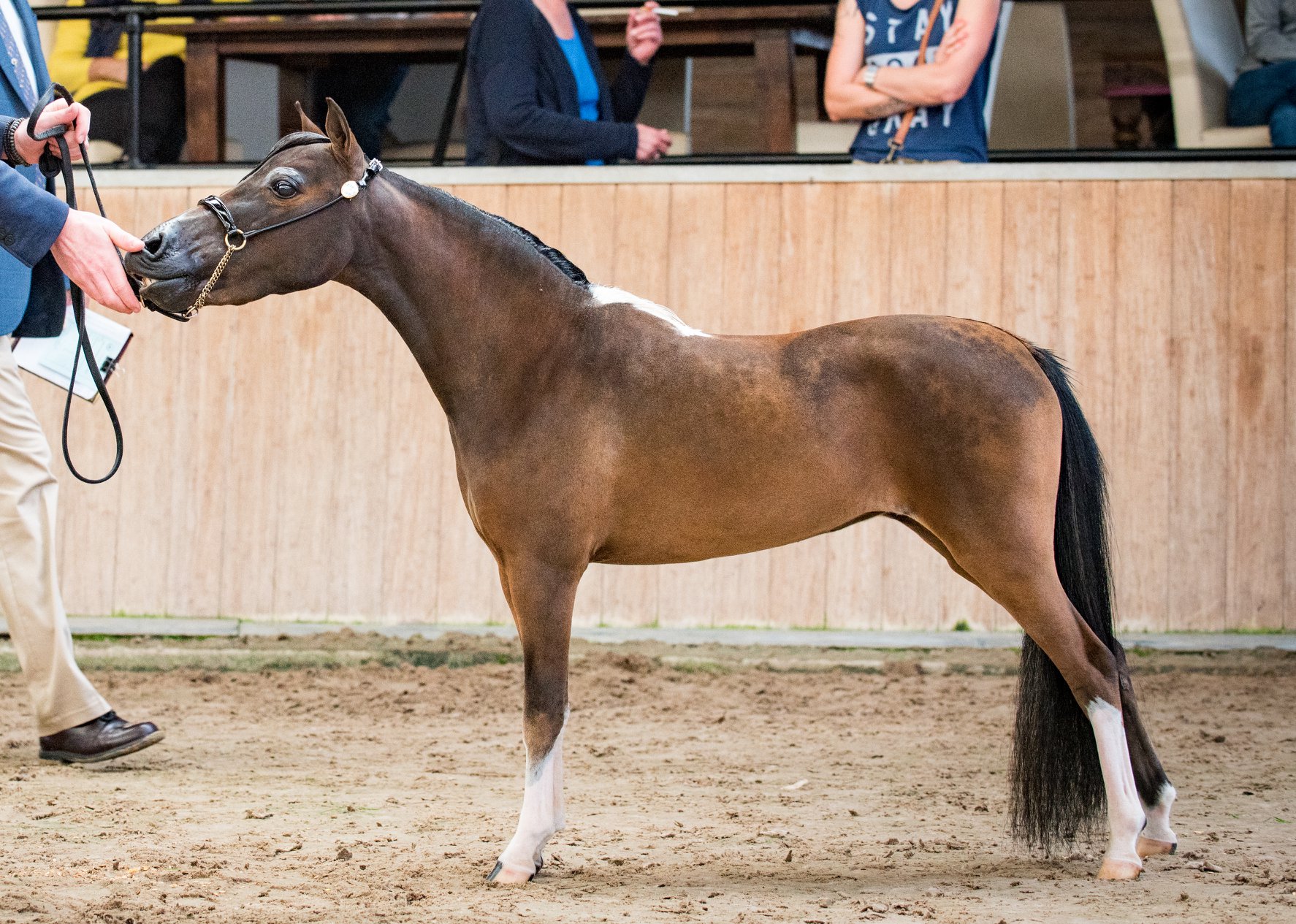 Horse gallery photo 5