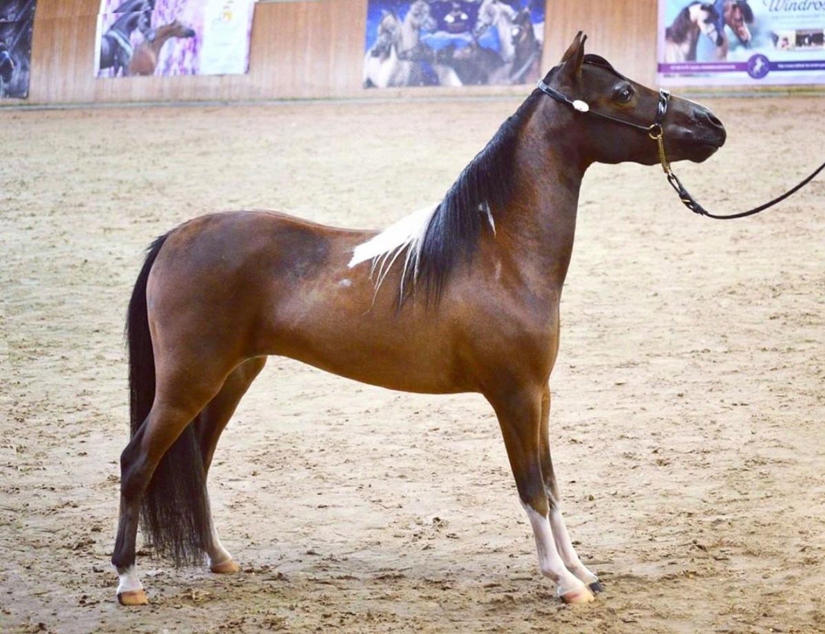 Horse gallery photo 4