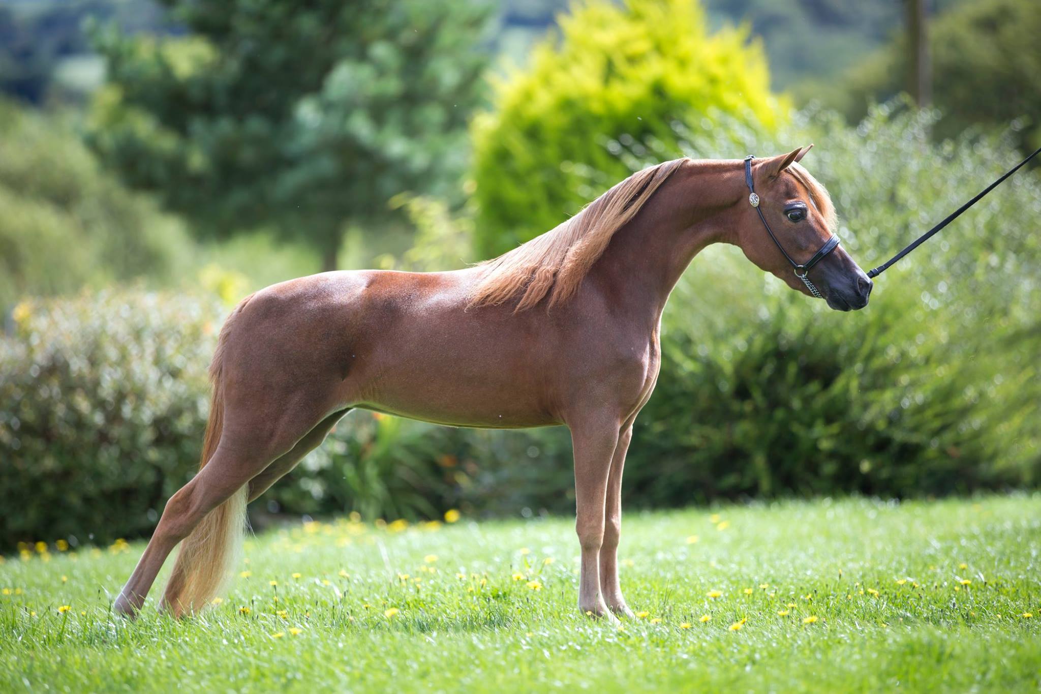 Horse gallery photo 1