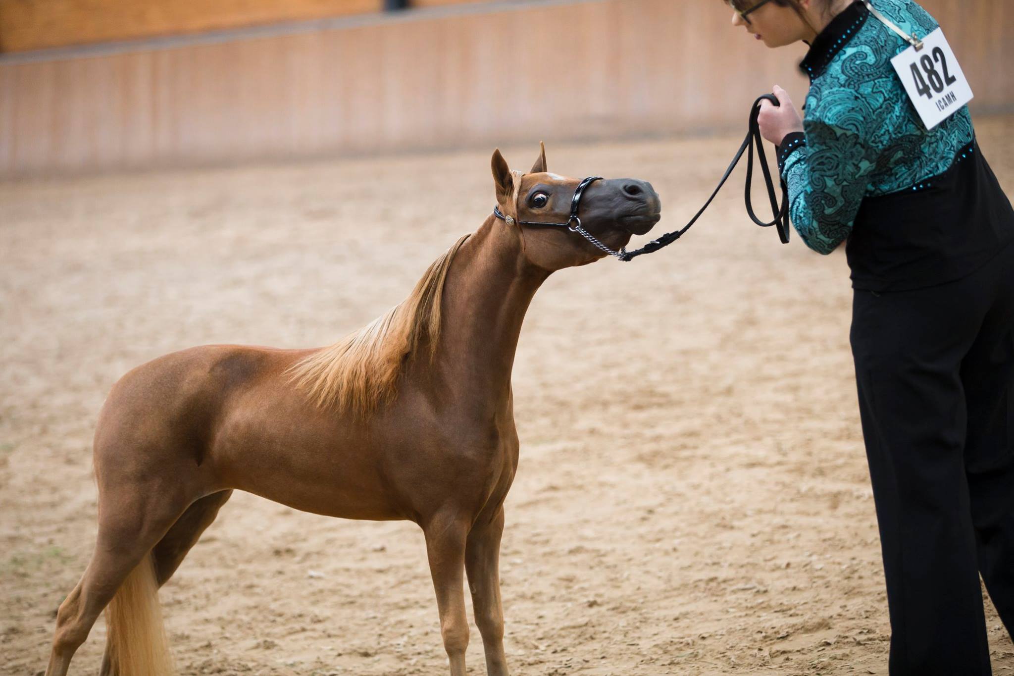 Horse gallery photo 4