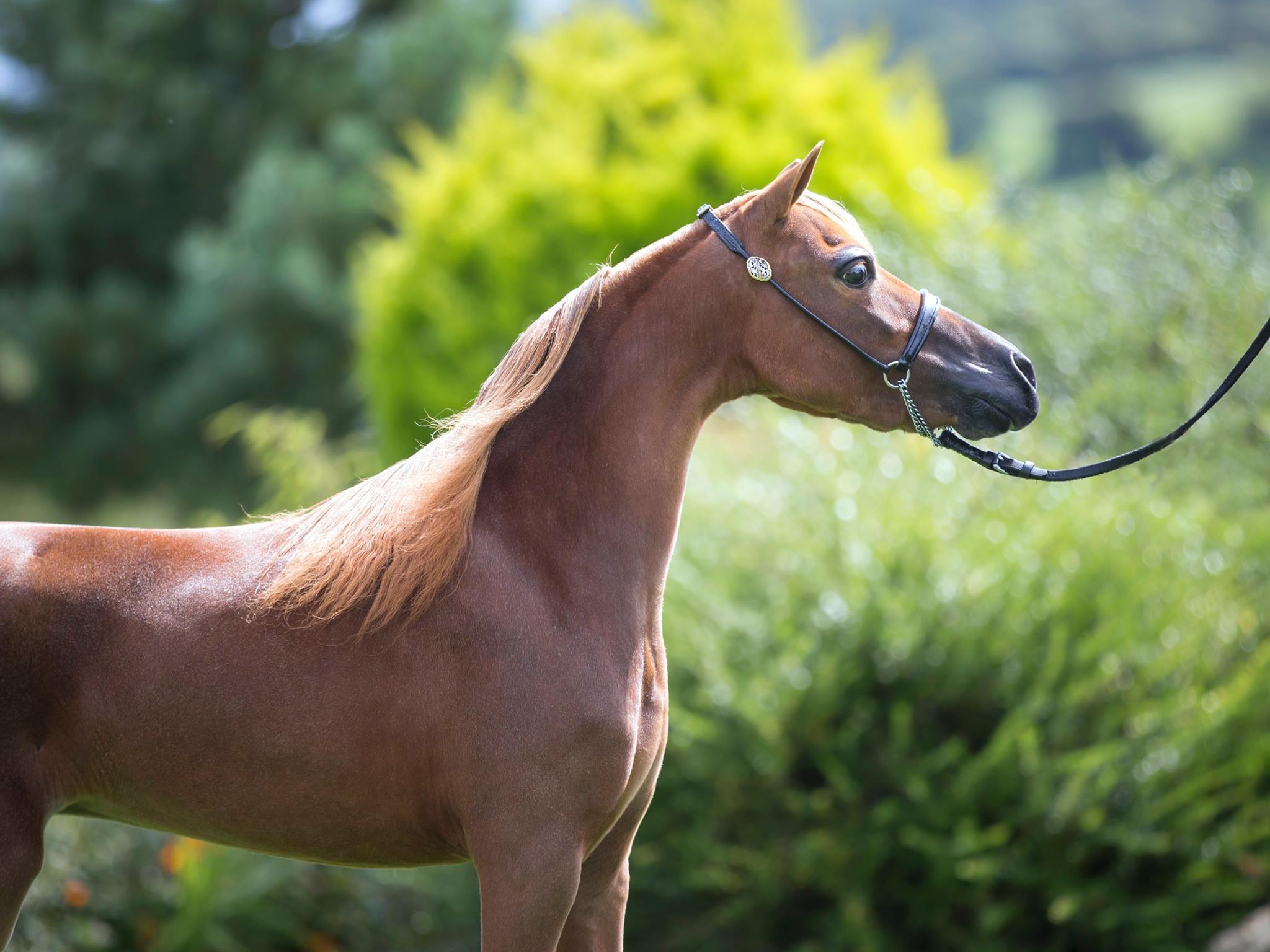 Horse gallery photo 12