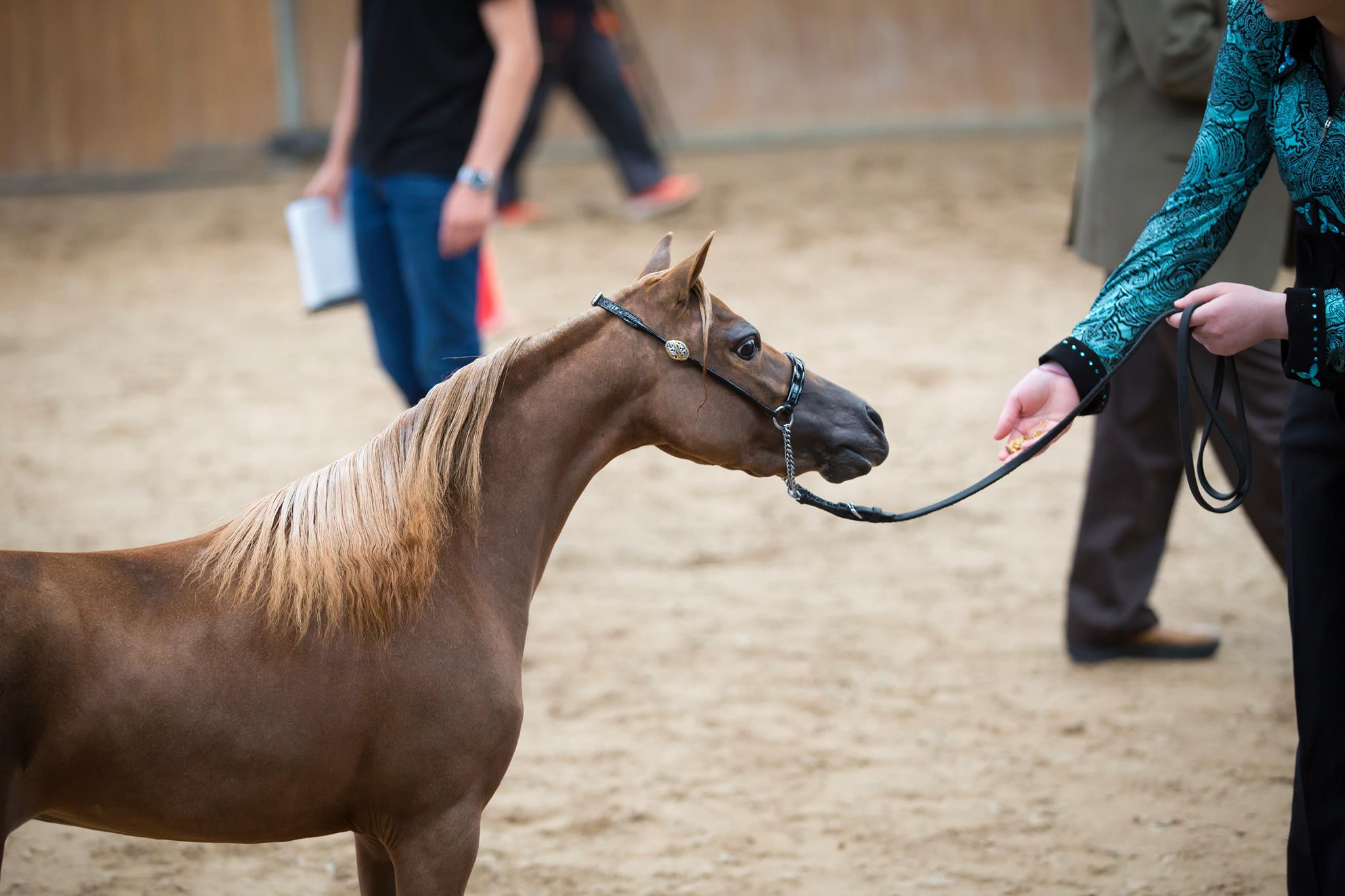 Horse gallery photo 6