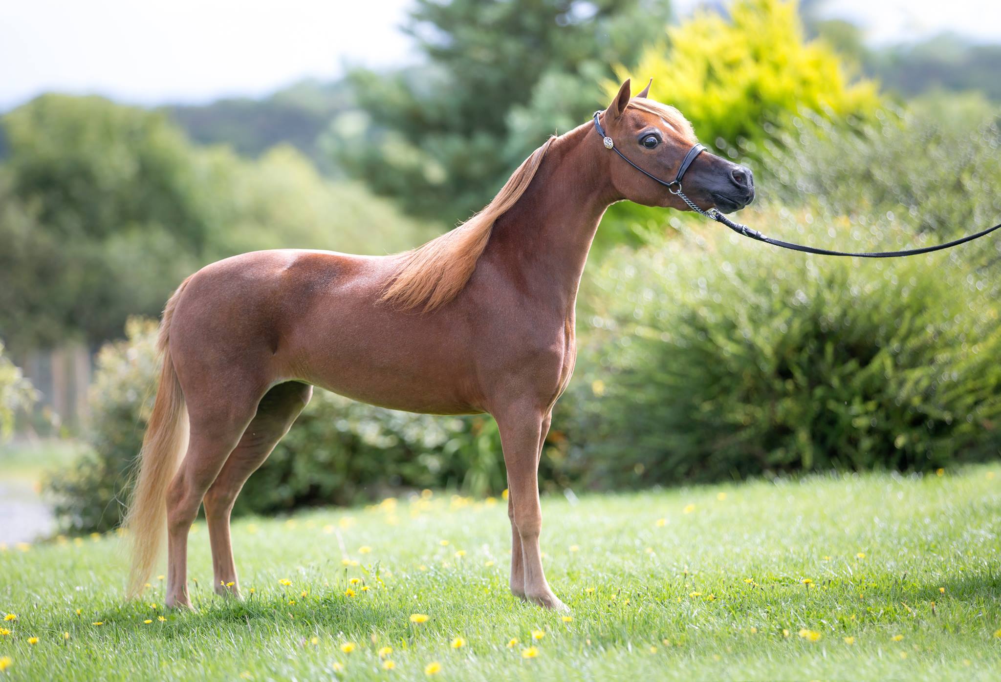 Horse gallery photo 10