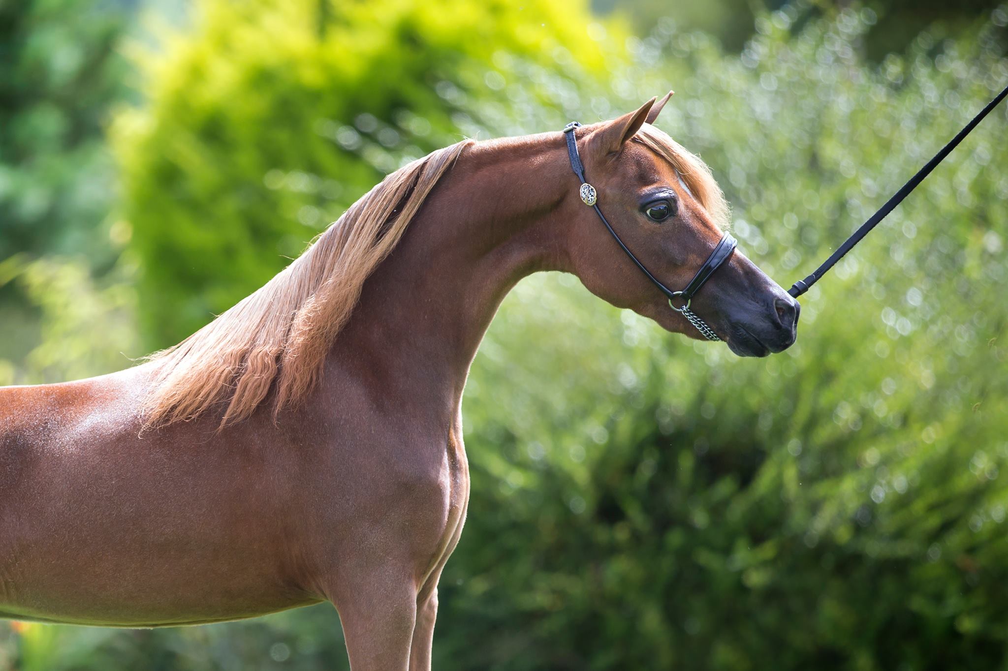 Horse gallery photo 5