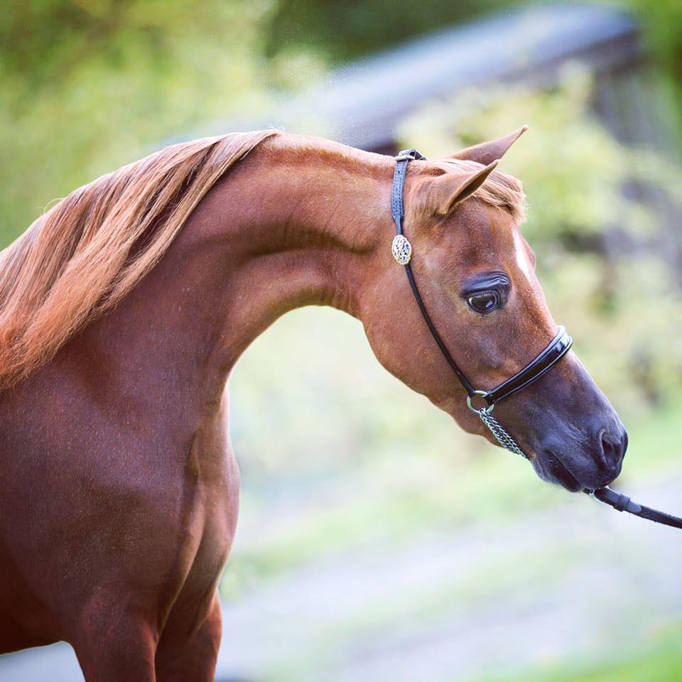 Horse gallery photo 2