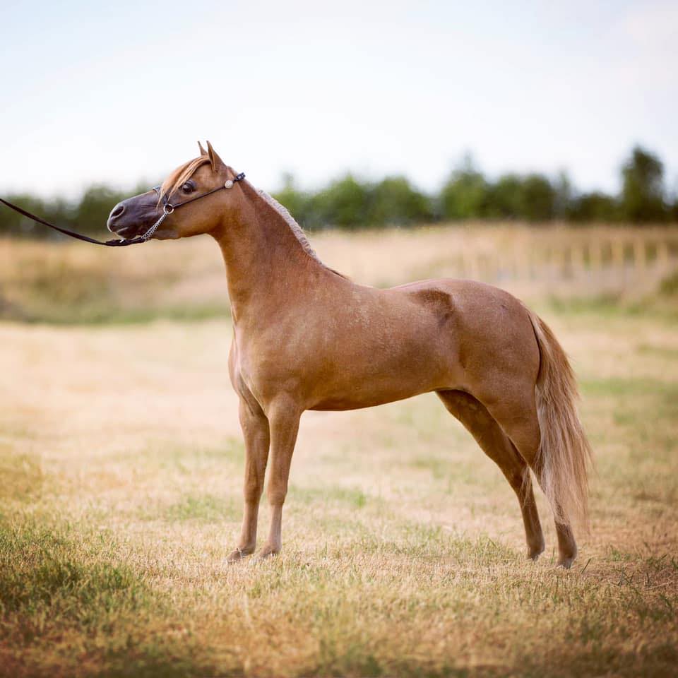 Horse gallery photo 8