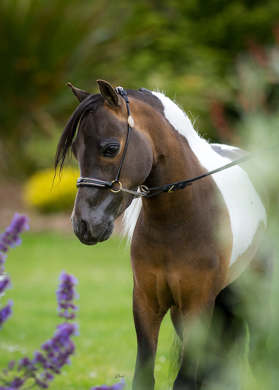 Horse gallery photo 4