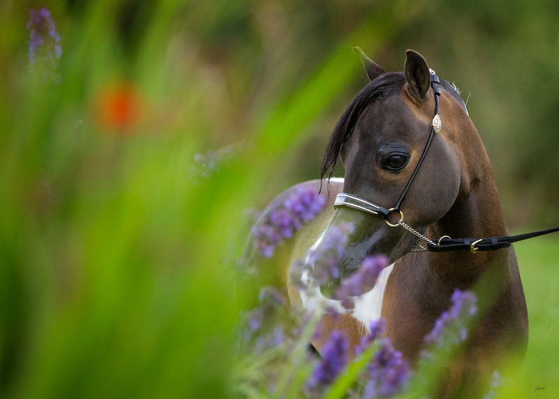 Horse gallery photo 3