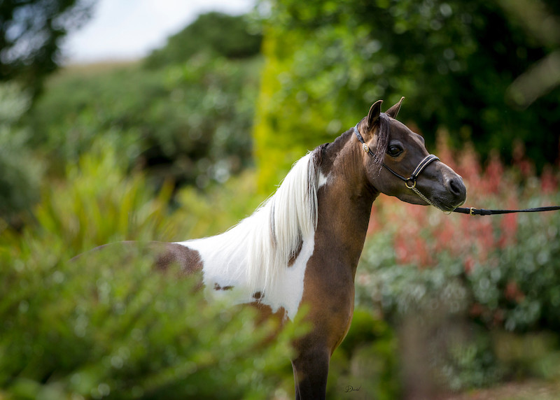 Horse gallery photo 2