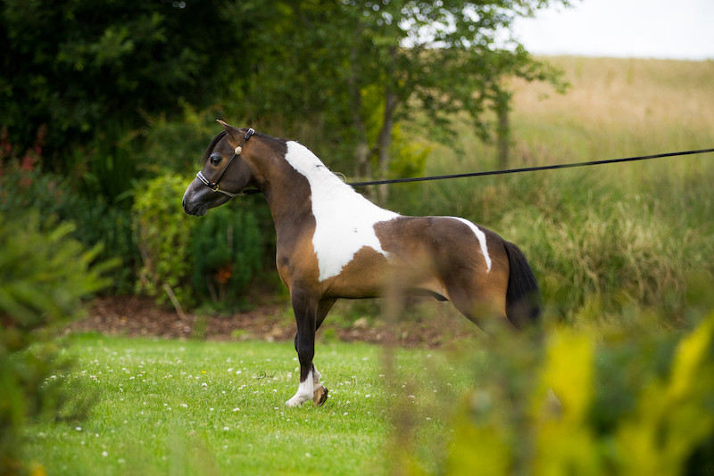 Horse gallery photo 6