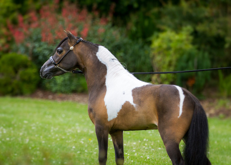 Horse gallery photo 14