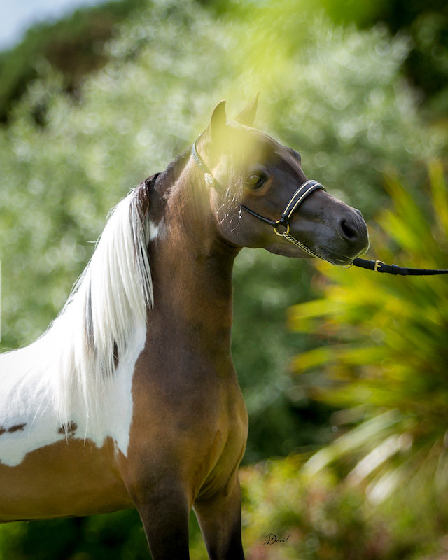 Horse gallery photo 8