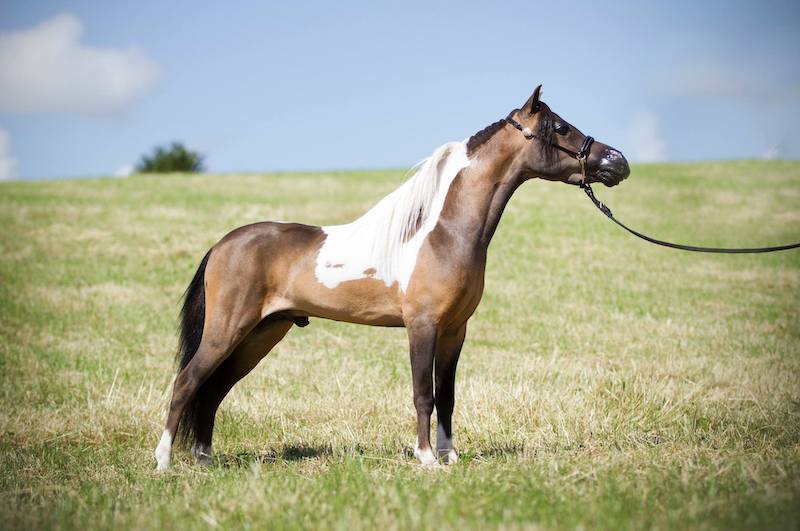 Horse gallery photo 1