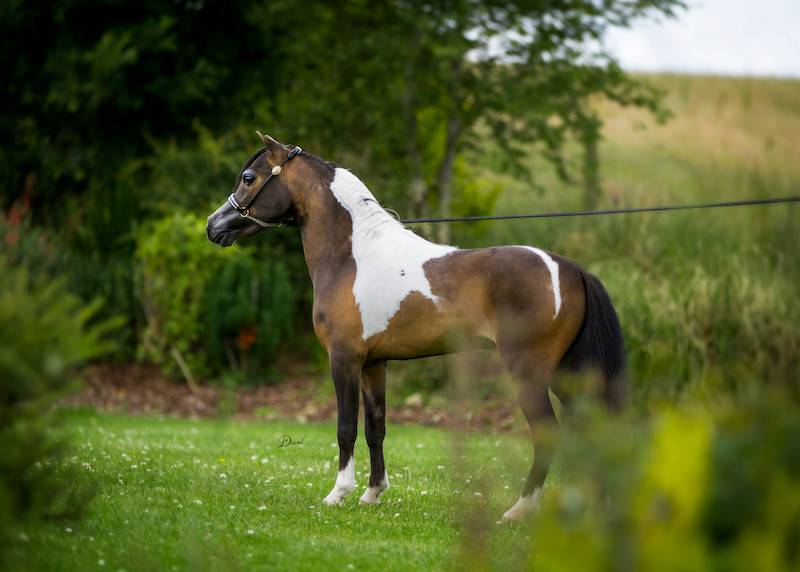 Horse gallery photo 12