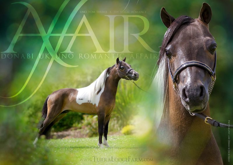 Horse gallery photo 10