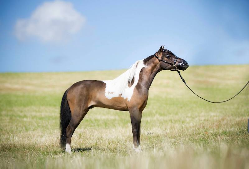 Horse gallery photo 5