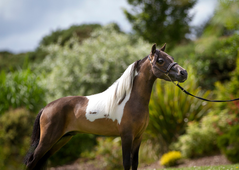 Horse gallery photo 11