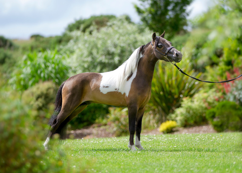 Horse gallery photo 7