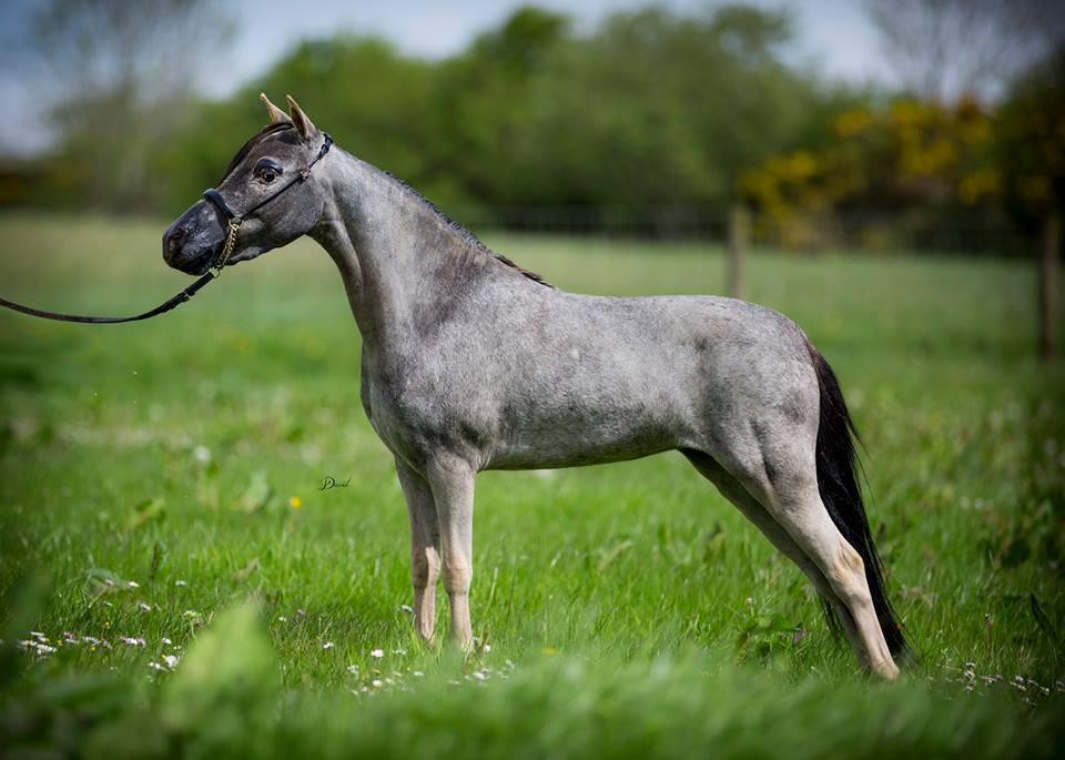 Horse gallery photo 1