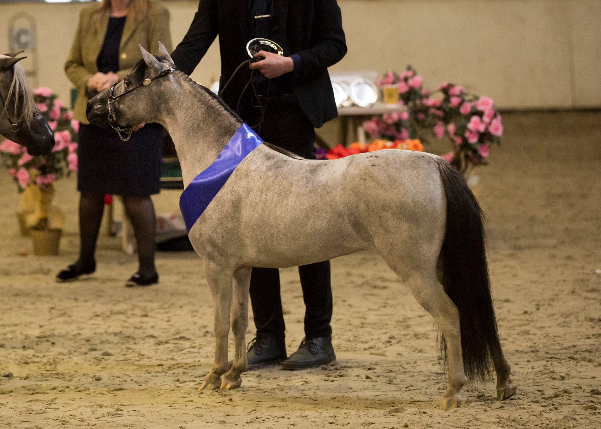 Horse gallery photo 6