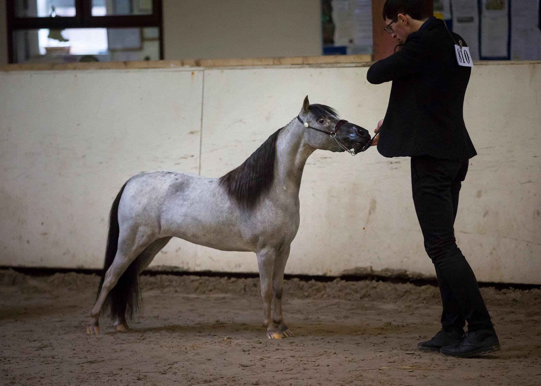 Horse gallery photo 2