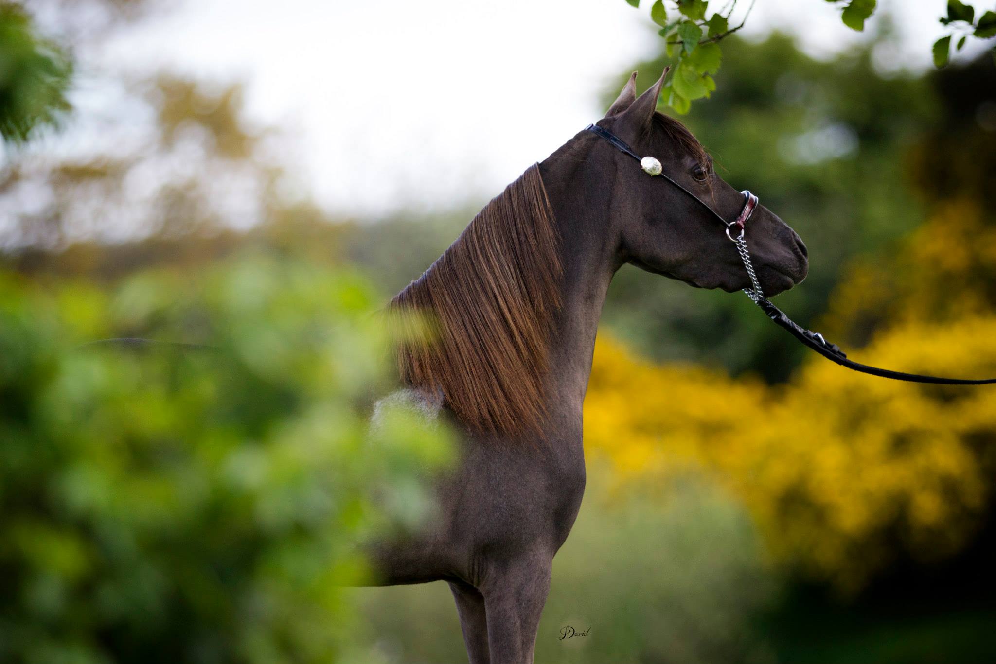 Horse gallery photo 4