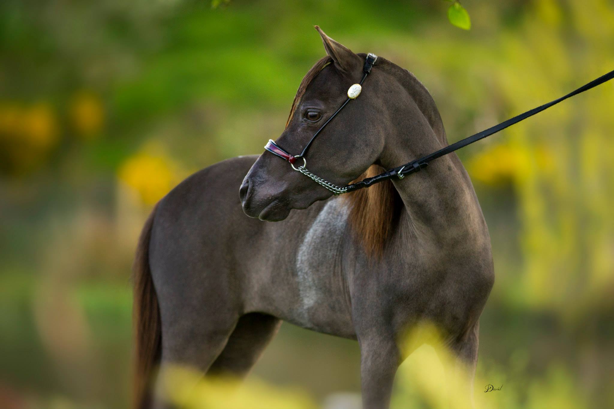 Horse gallery photo 5