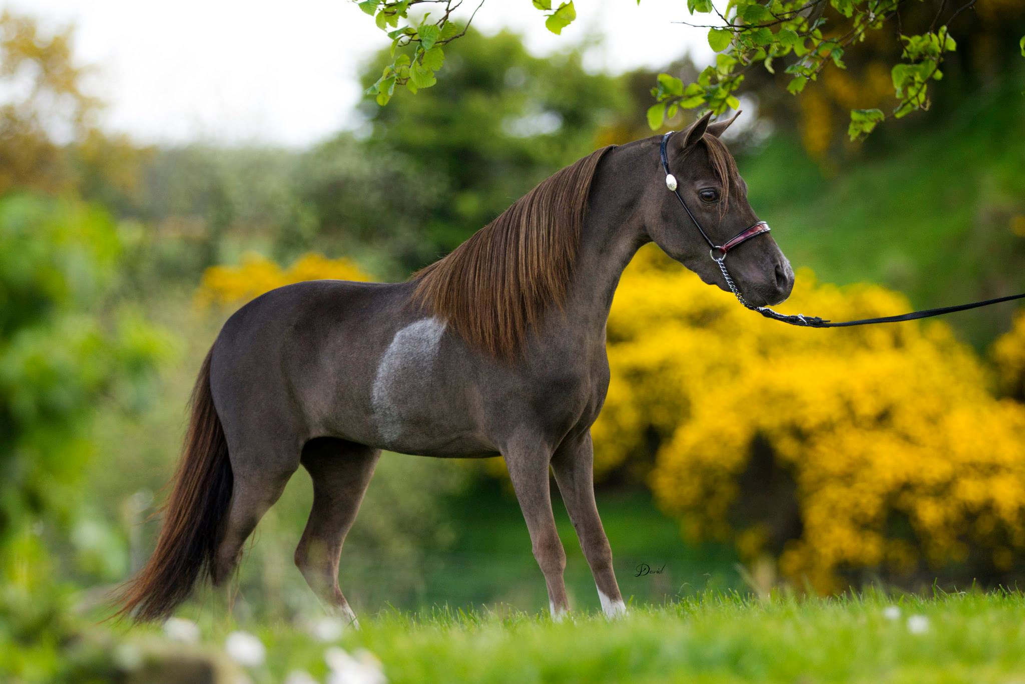 Horse gallery photo 2
