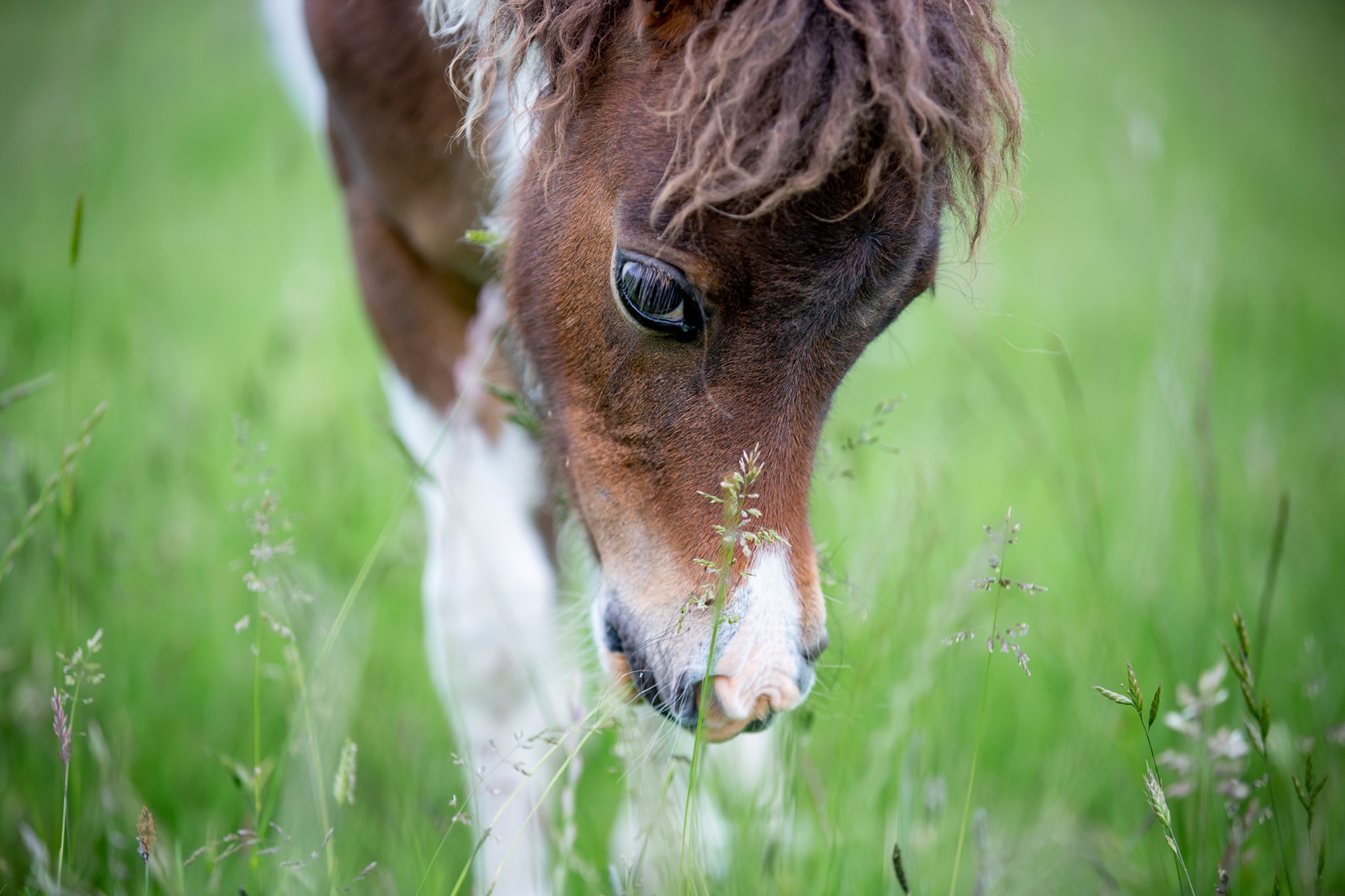 Horse gallery photo 2