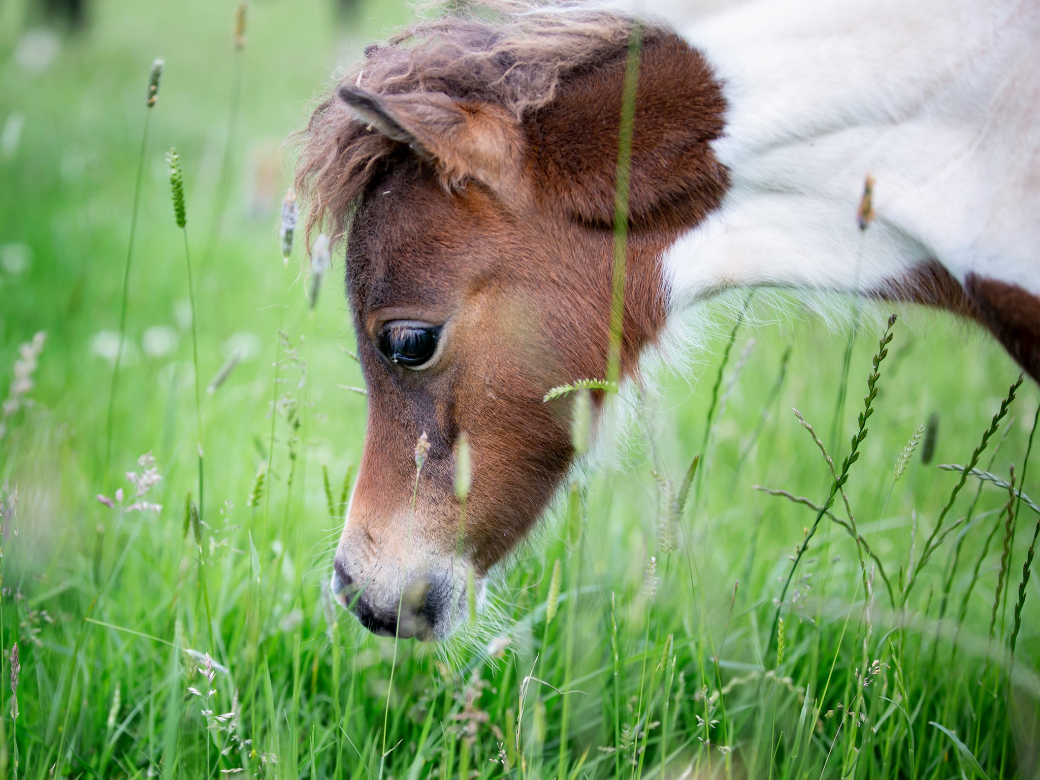 Horse gallery photo 3