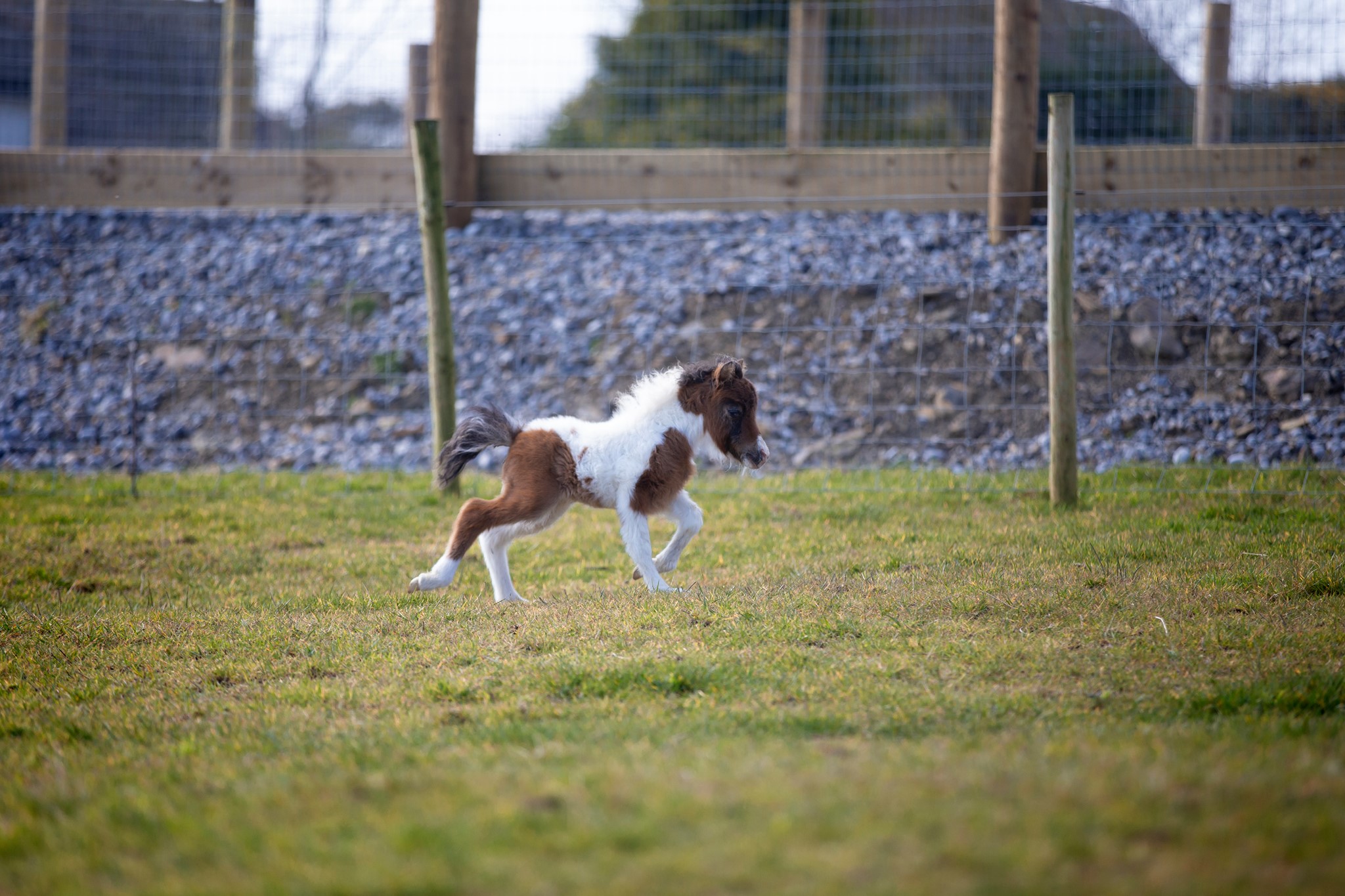 Horse gallery photo 6