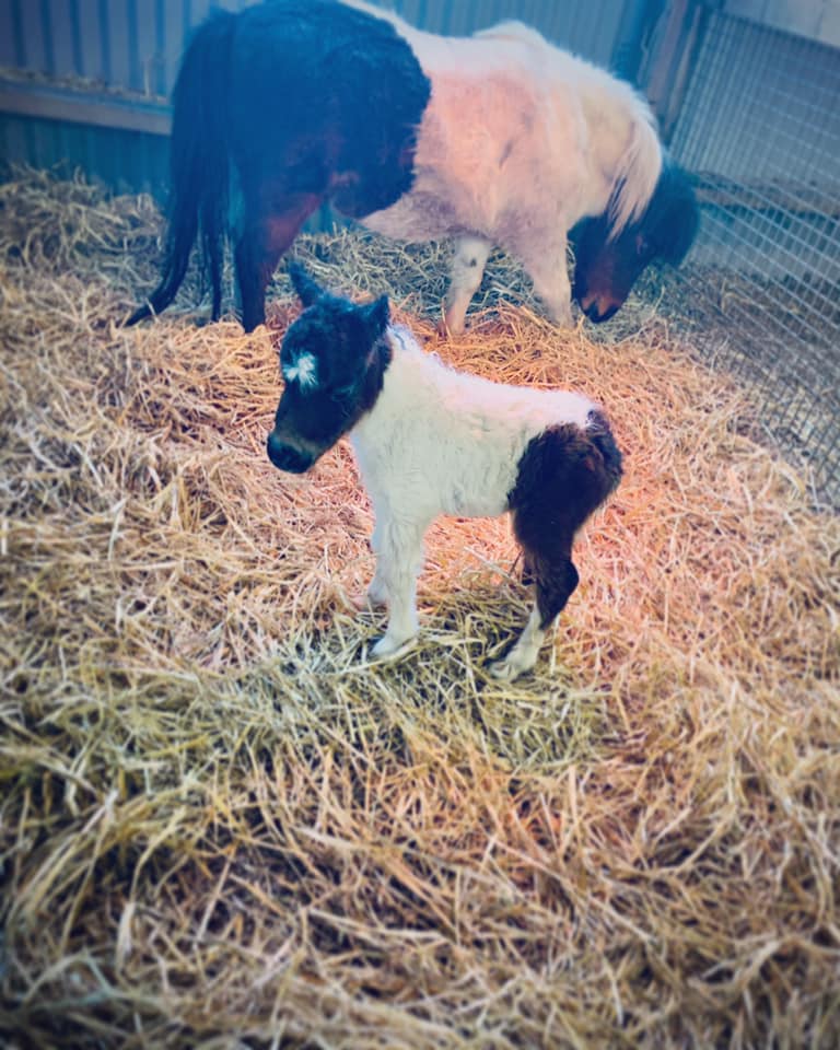 Horse gallery photo 1
