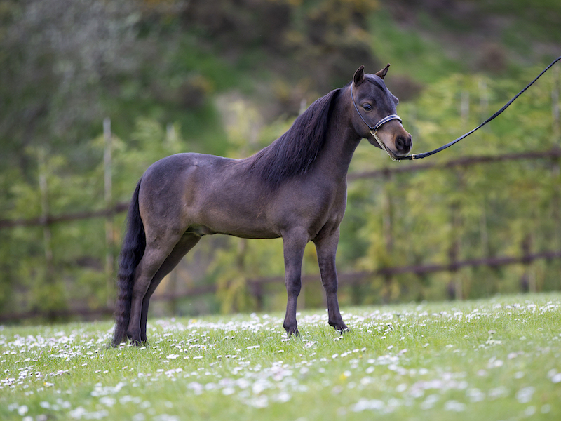 Horse gallery photo 3