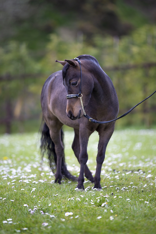 Horse gallery photo 5