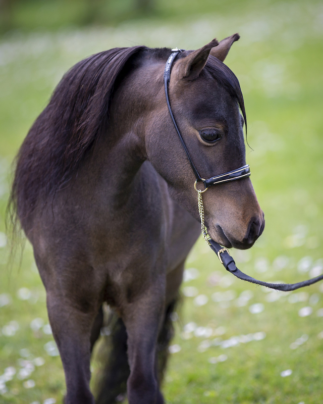Horse gallery photo 1