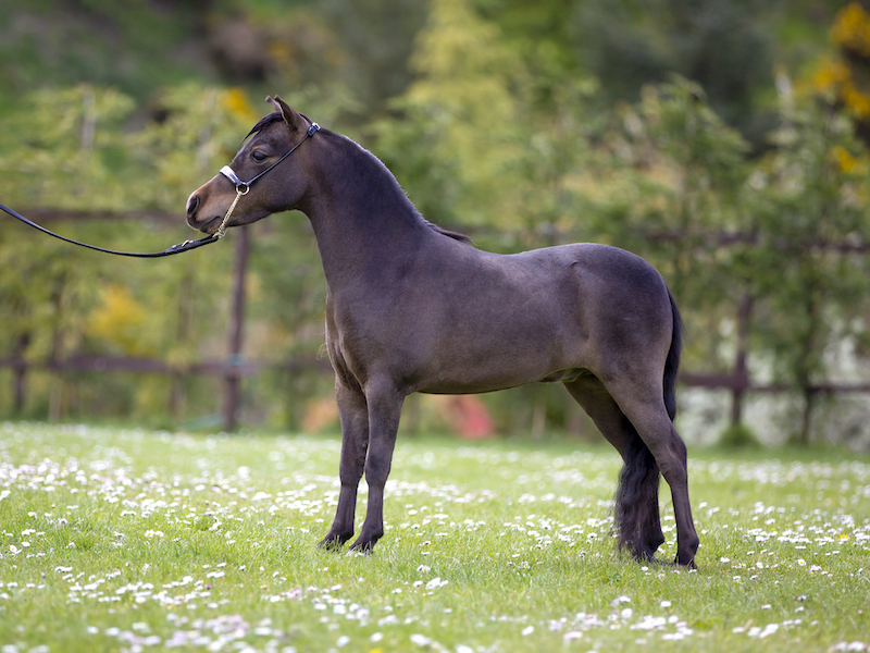 Horse gallery photo 9