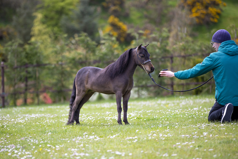 Horse gallery photo 14