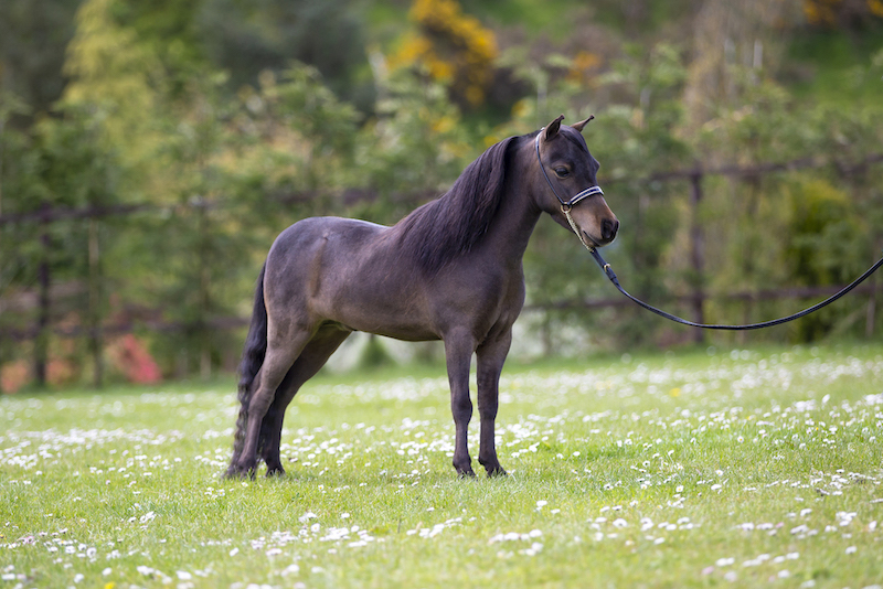 Horse gallery photo 13