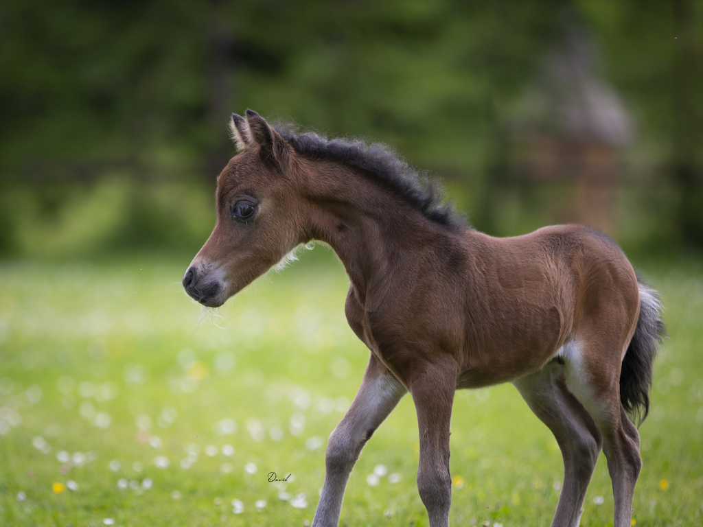 Horse gallery photo 4