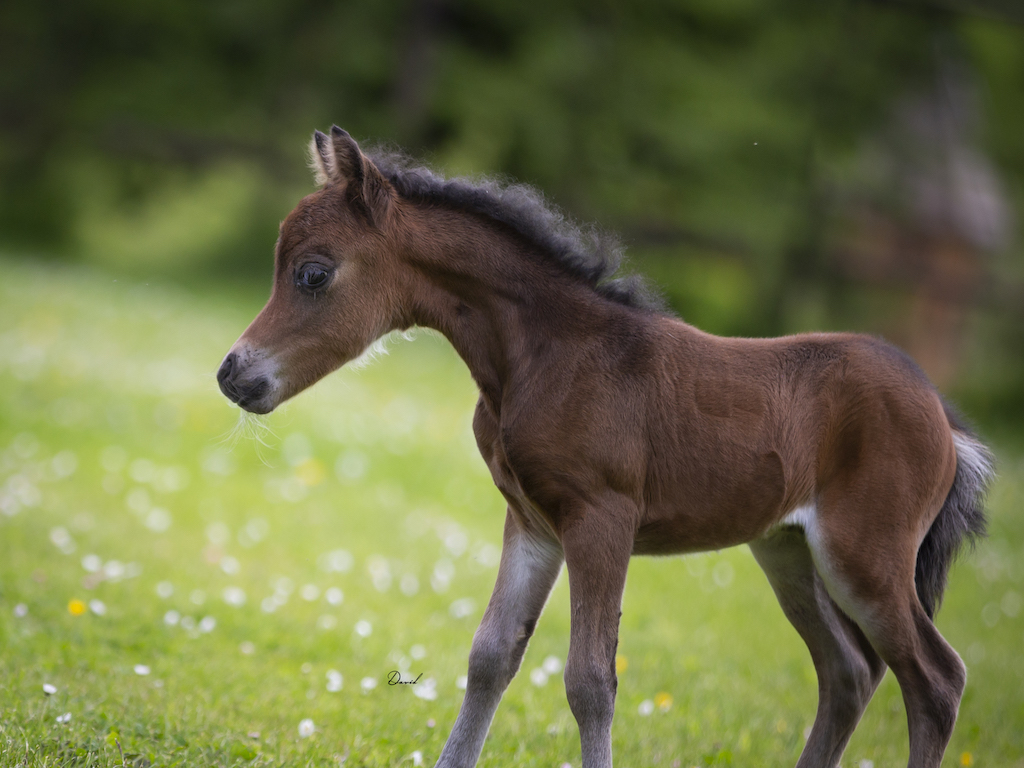 Horse gallery photo 15