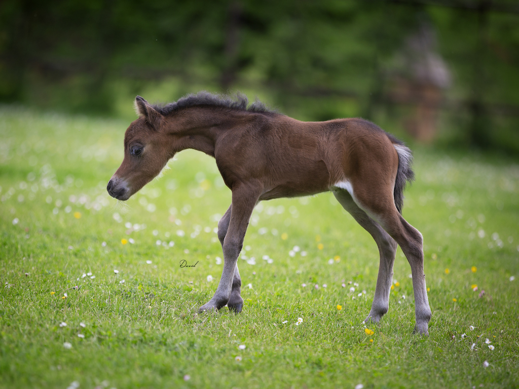 Horse gallery photo 7