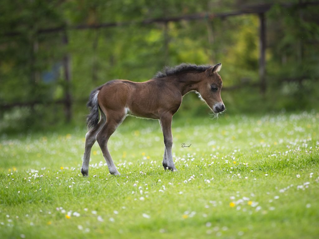 Horse gallery photo 11