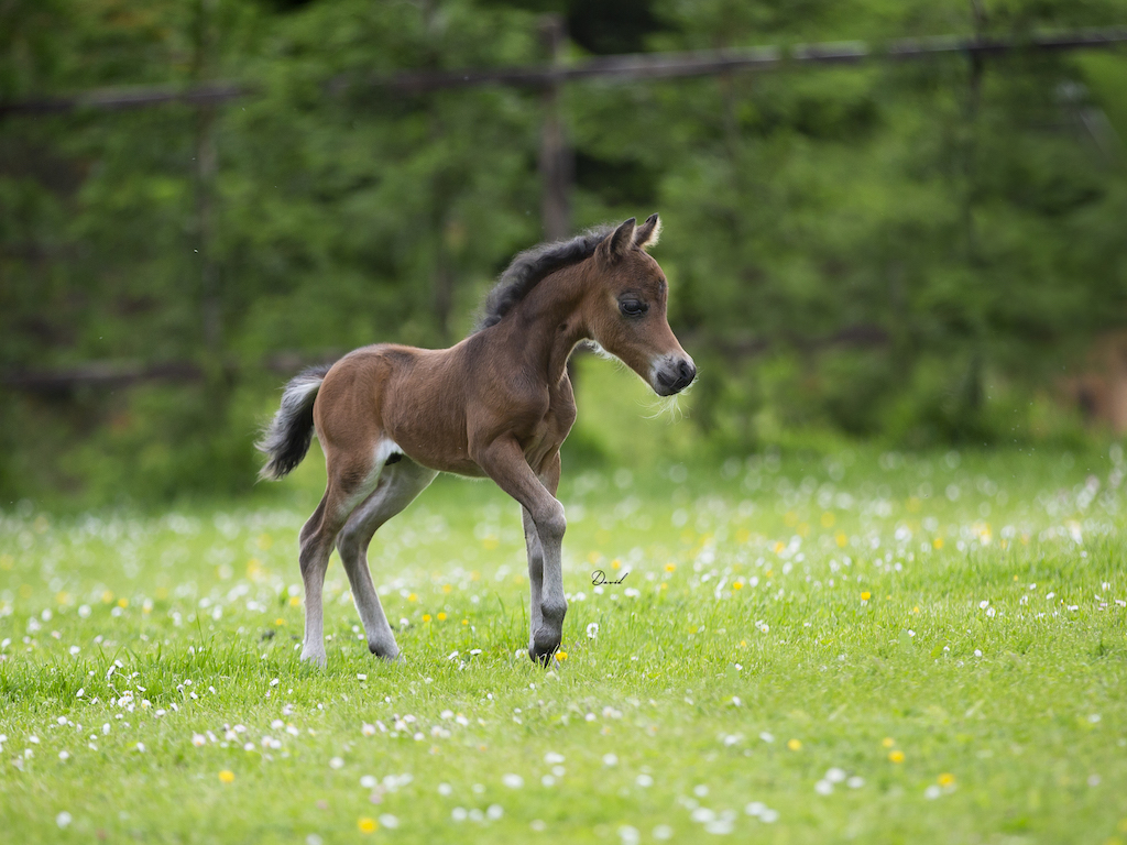 Horse gallery photo 5