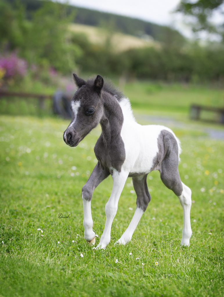 Horse gallery photo 4